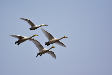鳴きながら上空を飛ぶ白鳥