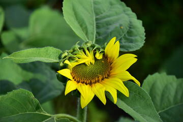開花し始めたひまわり