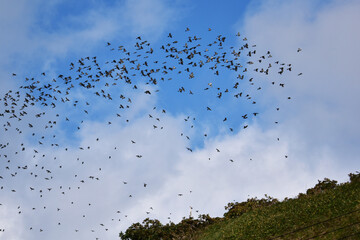 渡りを前に集結するヒヨドリ