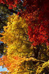 紅葉が進むモミジ