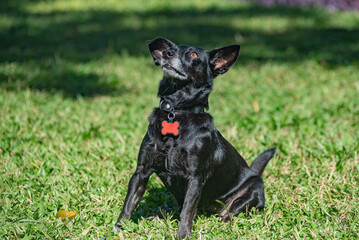 a famale black mongrel dog waiting for her toy in a square in the city center