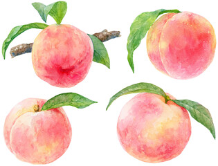 水彩画の桃　葉がついた桃のセット　桃の実と桃の葉の素材集