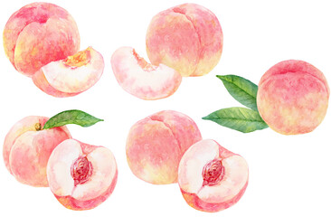 水彩画の桃　様々な桃の組み合わせのセット　桃の実と桃の葉の素材集