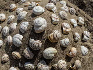 patterned snail species living in areas close to the sea