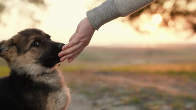 Puppy licks hand of owner, in outdoors. Man feeds dog, dog licks his hand. Concept of animals and people. Owner with his dog, small shepherd dog, plays in forest. Cute playful puppy walks in park.