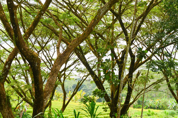 View of withered trees and green meadow in the morning in Wonosobo city park, Indonesia