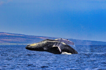 Obraz premium whale in the ocean barely getting out of the water during a breach.