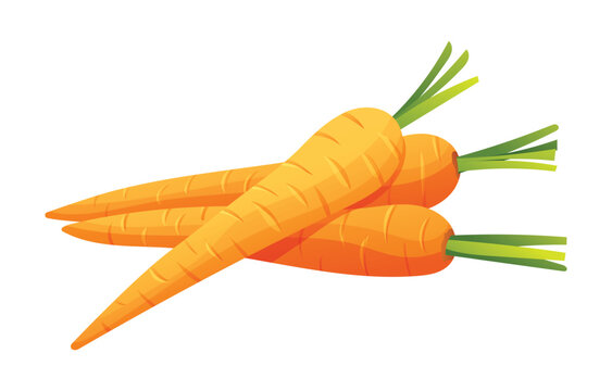 recommend clip art: Carrots vector illustration. Fresh vegetable isolated on white background