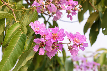 Inthanin flowers or Queen crape myrtle