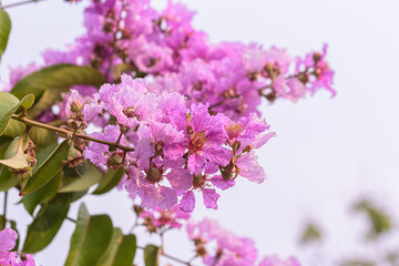 Inthanin flowers or Queen crape myrtle