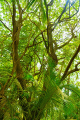 deep green forest of tropical rainforest vegetation. photo of tropical rainforest vegetation