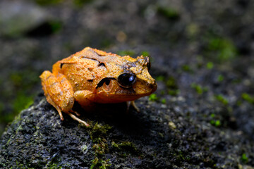 Atlantic Broad-headed Litter Frog closeup portrait