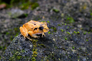 Atlantic Broad-headed Litter Frog closeup portrait