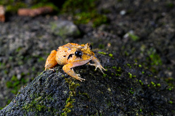 Atlantic Broad-headed Litter Frog closeup portrait