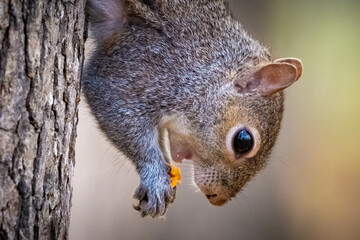 An adorable Eastern Gray Squirrel enjoys a snack while on the trunk of a tree. Raleigh, North Carolina.