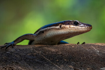 A curious Five-lined Skink pauses to inspect. Raleigh, North Carolina.