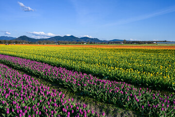 Spring tulip festival, colorful fields of tulips blooming on a sunny spring day with tourists in the background
