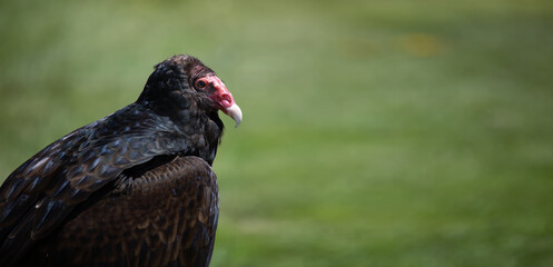 Nature's Cleanup Crew: Wildlife Photography of a Turkey Vulture's Head in Close-Up Detail.  Wildlife Photography. 