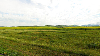 A wide steppe with mowed grass and a large yellow-flowered rapeseed field at the foot of high hills under a bright summer sky.