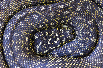 Australian Diamond Python in curled up position