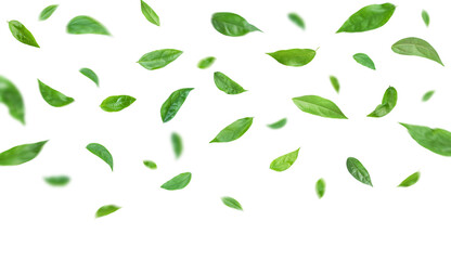 Green leaves flying in the air isolated on transparent background.