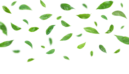 Green leaves flying in the air isolated on transparent background.