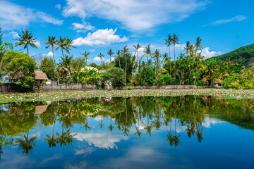 views of lotus garden in bali, indonesia