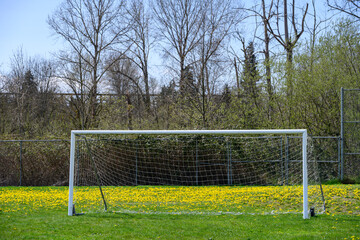 Soccer goal with netting on a grass sports field with an invasion of dandelions in background  © knelson20
