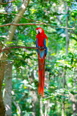 ara macaw parrot bird on tree. ara macaw parrot outdor. ara macaw parrot outside. © be free