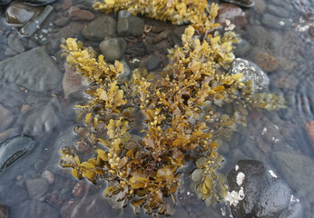 Seaweed on Pemuteran beach in Bali, Indonesia.