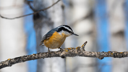 Red-breasted Nuthatch profile view song bird perched on a branch close up and blurred background. Birding and wildlife photography