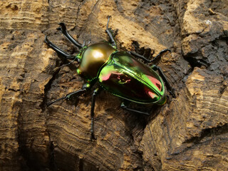 木にとまっているニジイロクワガタ