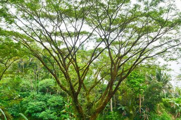 View of withered trees and green meadow in the morning in Wonosobo city park, Indonesia