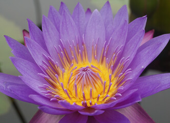 Beautiful Purple Lotus flower on the pond.