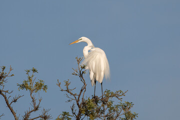 Fabulous Feathers, Great Egret in a Tree. The large white heron species watches its lake landscape....