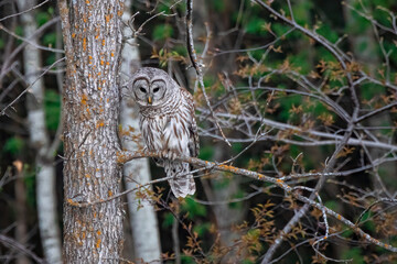 Spirit of the Forest. Barred Owl (Strix varia) sits and watches on the edge of the dark wood.  Bird of prey with stripes and talons on full display with black eyes. Landscape, horizontal. Minnesota