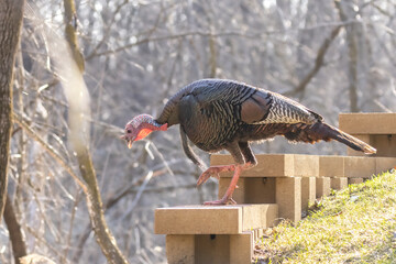 Urban Wildlife, female American Turkey (Meleagris gallopavo) on a retaining wall.  This large foul species is seen increasing in suburban environments as habitat is encroached on