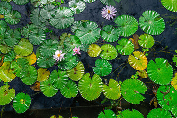 views of lotus garden in bali, indonesia