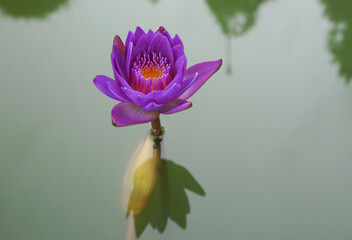 Beautiful Purple Lotus flower on the pond.