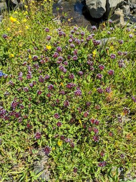 Super Bloom - Oroville California