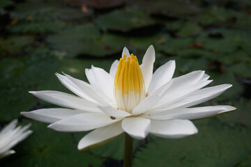 White Lotus Flower