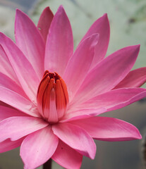Obraz na płótnie Canvas Beautiful pink lotus on the pond.
