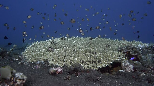 A school of small fish swims next to the coral growing on the sea floor, collecting food. In case of danger, they hide among the coral branches. 
Reticulated Dascyllus (Dascyllus reticulatus).