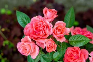 A lush pink roses in a summer garden (floribunda)