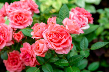 A lush pink roses in a summer garden (floribunda)