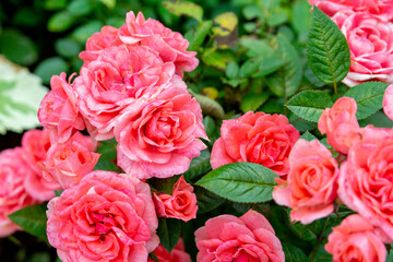 A lush pink roses in a summer garden (floribunda)