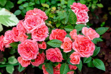 A lush pink roses in a summer garden (floribunda)