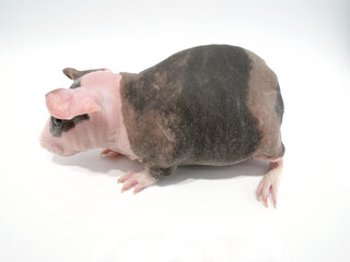 スキニーギニアピッグ