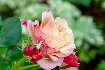 A lush pink with a pale yellow center rose in a summer garden (floribunda)