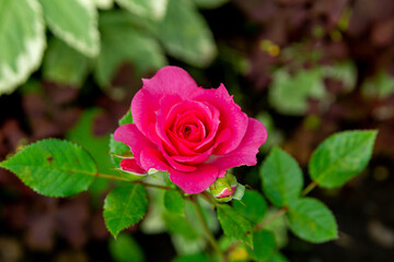 A small magenta rose in a summer garden